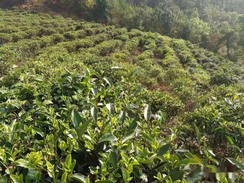垤玛乡 新种 雪芽100号 推进茶叶种植转型升级