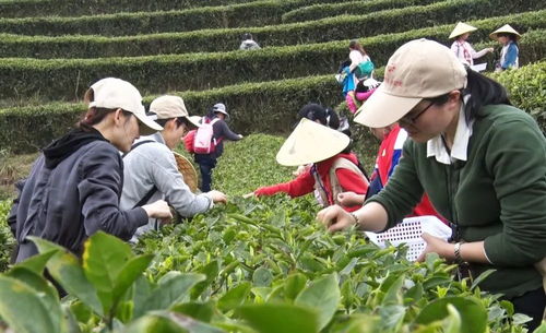 丹寨 立足生态种茶叶,激发产业新活力