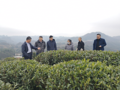 省农科院茶叶研究所到纳雍县开展国家重点研发计划课题