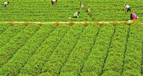 农村这种野草被称为 南方人参 ,用它泡茶喝,可以预防癌症