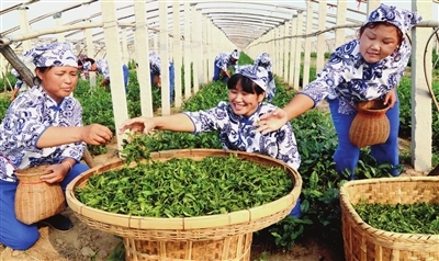 北镇市罗罗堡镇预计今年茶产量可突破1.5吨