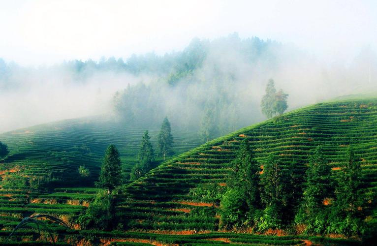 旅拍永福高山茶种植基地 一抹苍翠描摹了荒野