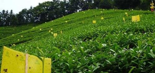 有机茶基地的建设-种植知识-普洱茶栽培-中国普洱网—普洱茶官方网站