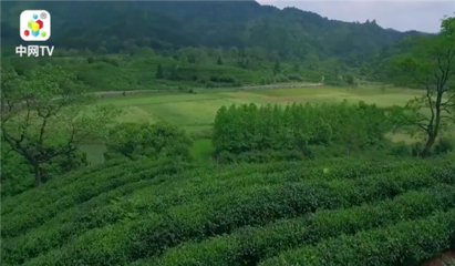 中网市场发布: 梧州市中茗茶业专业研发生产销售各种绿色健康茶